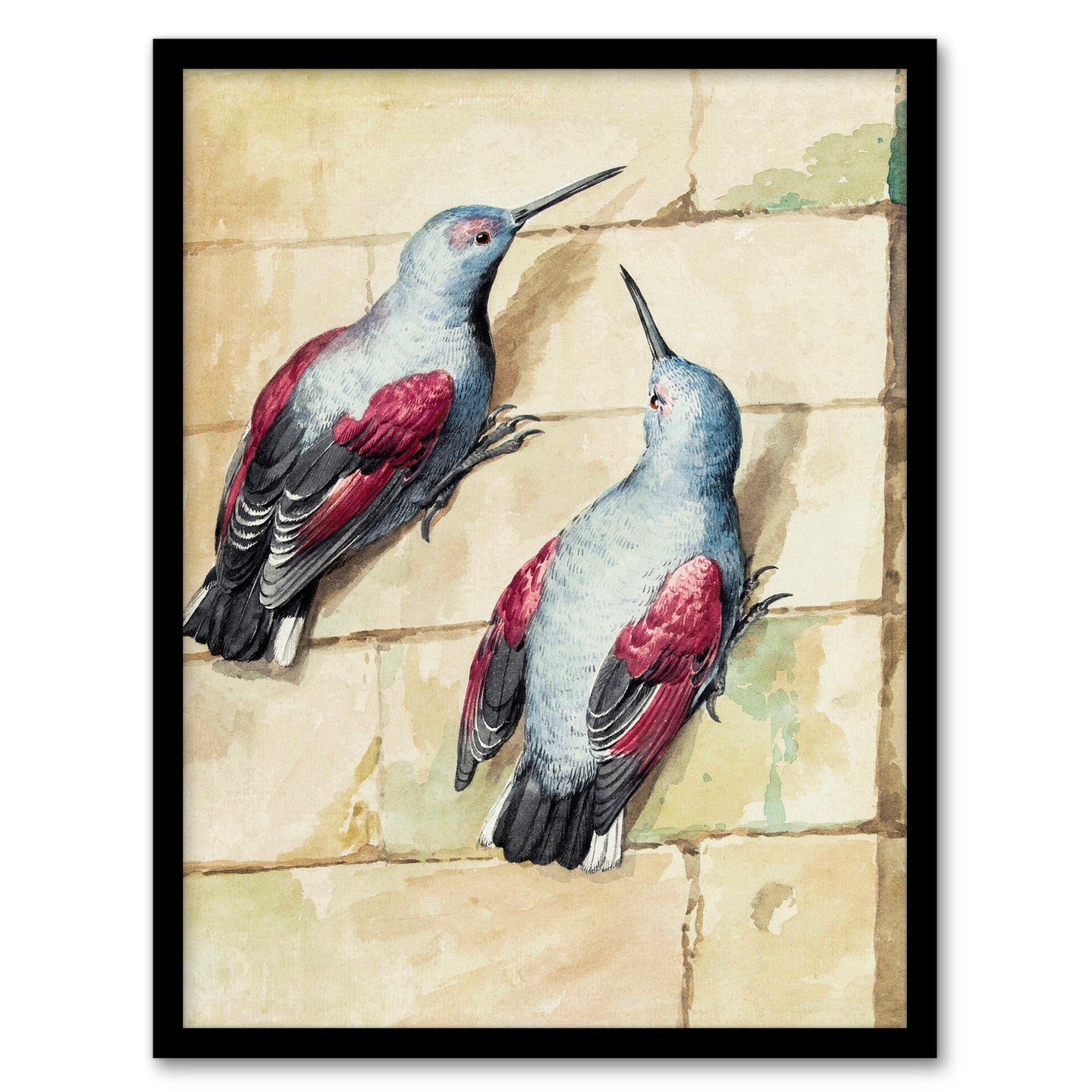 Aert Schouman Framed Wall Art Two Wallcreepers Watercolour Painting Home Décor