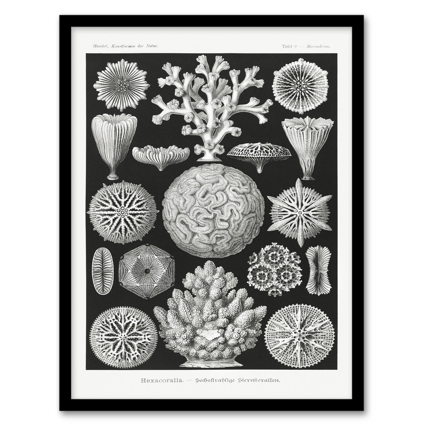 Ernst Haeckel Framed Wall Art Hexacorallia Marine Life Illustration Home Décor