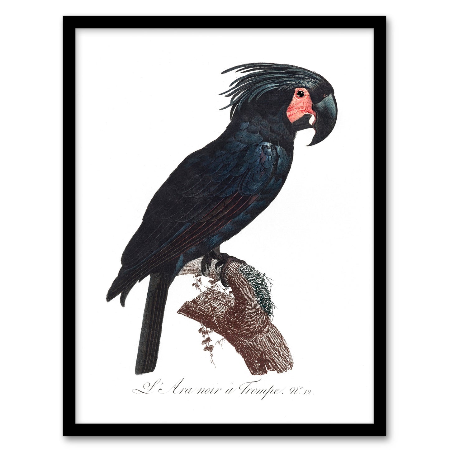 Francois Levaillant Framed Wall Art Print Black Palm Cockatoo Parrot Home Décor
