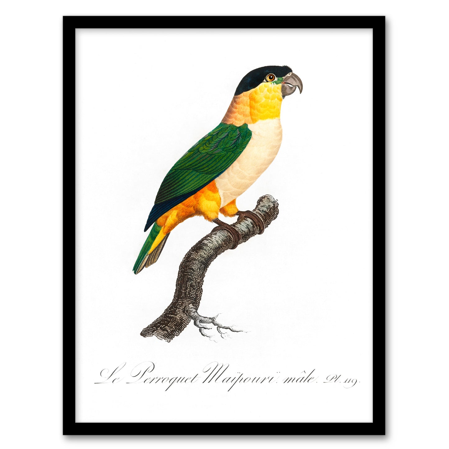 Francois Levaillant Framed Wall Art Print The Black Headed Parrot Home Décor