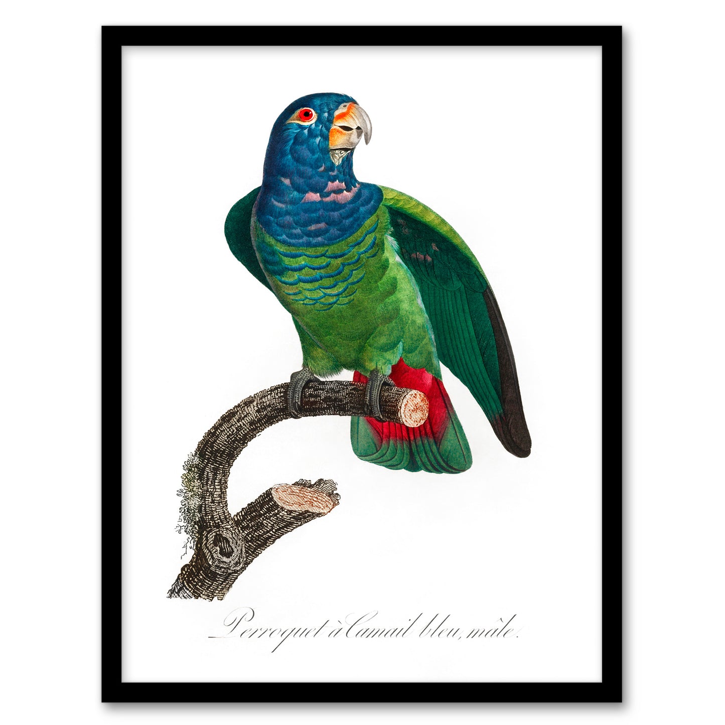 Francois Levaillant Framed Wall Art Print The Blue Headed Parrot Home Décor
