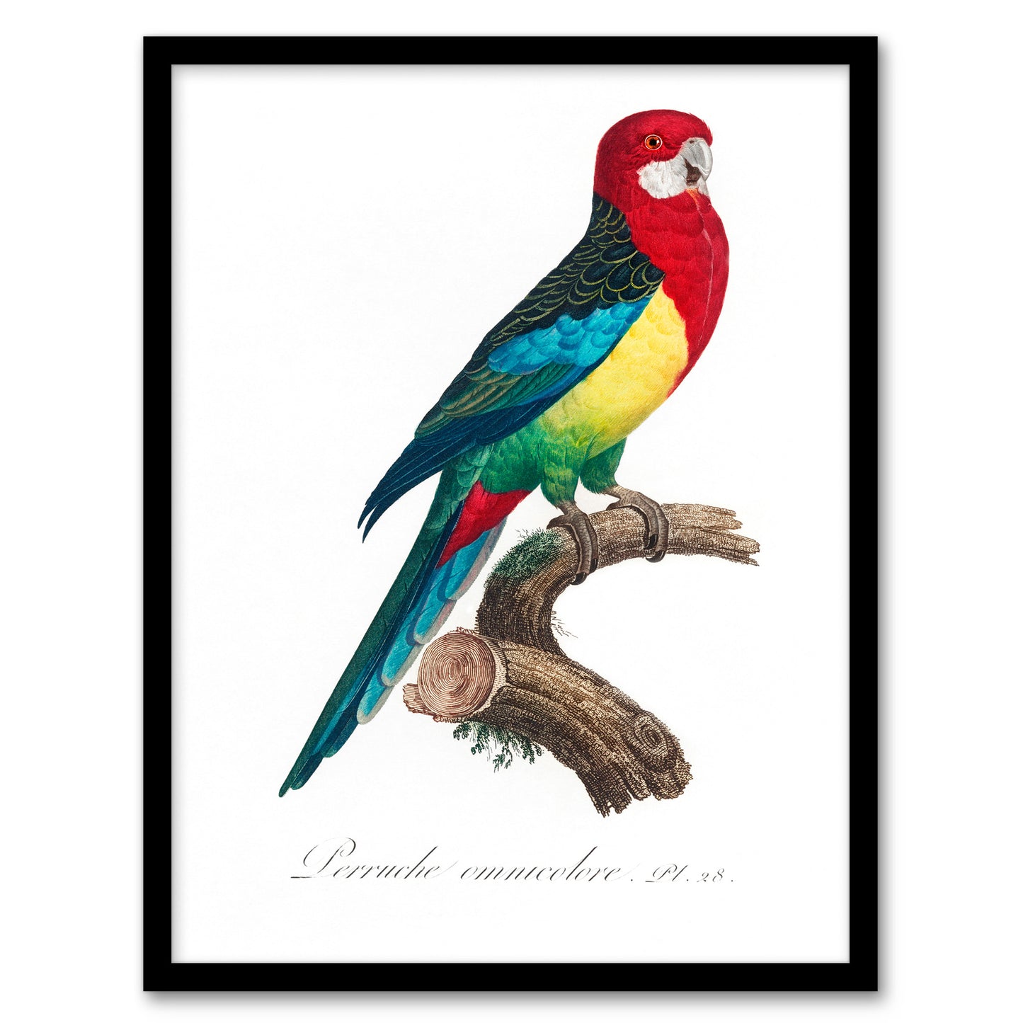 Francois Levaillant Framed Wall Art Print The Eastern Rosella Parrot Home Décor