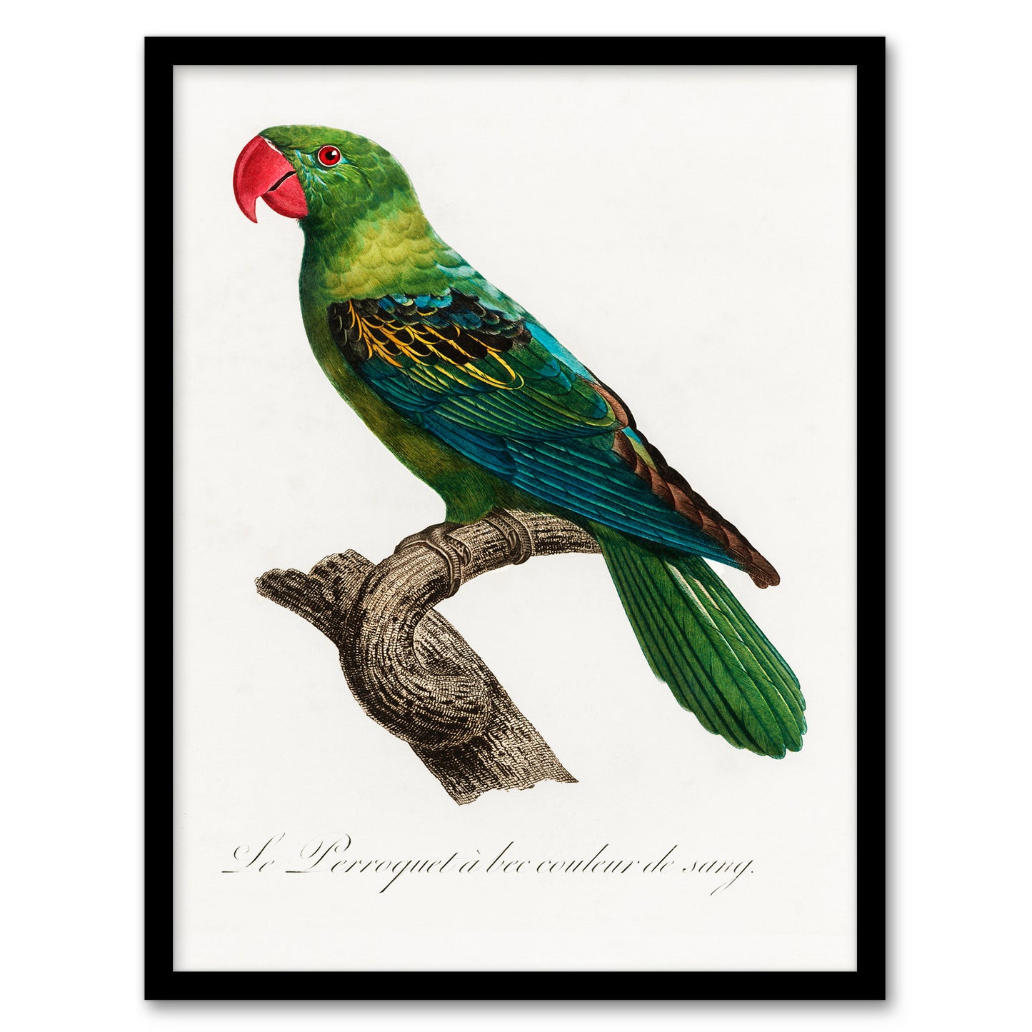 Francois Levaillant Framed Wall Art Print The Great Billed Parrot Home Décor