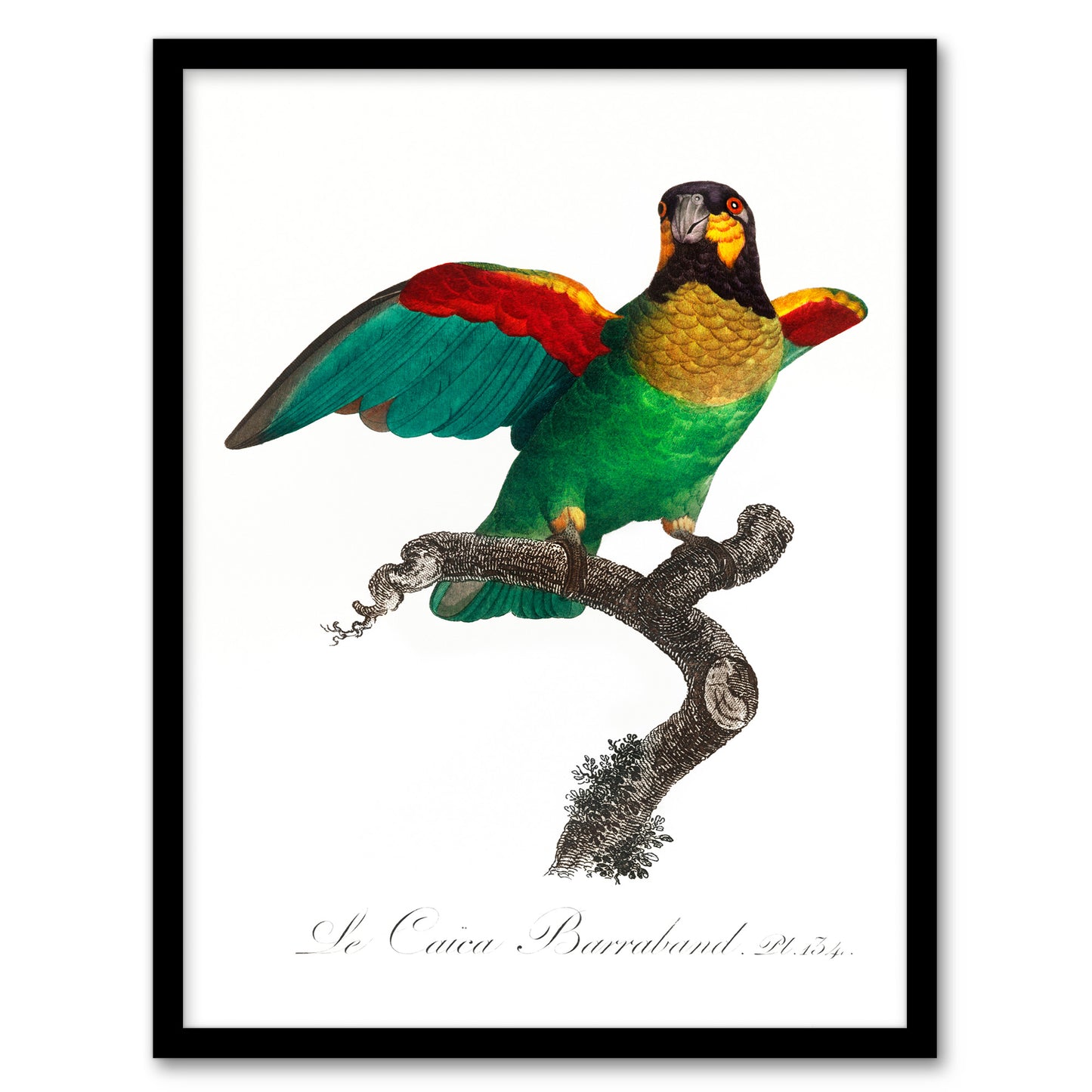 Francois Levaillant Framed Wall Art Print The Orange Cheeked Parrot Home Décor