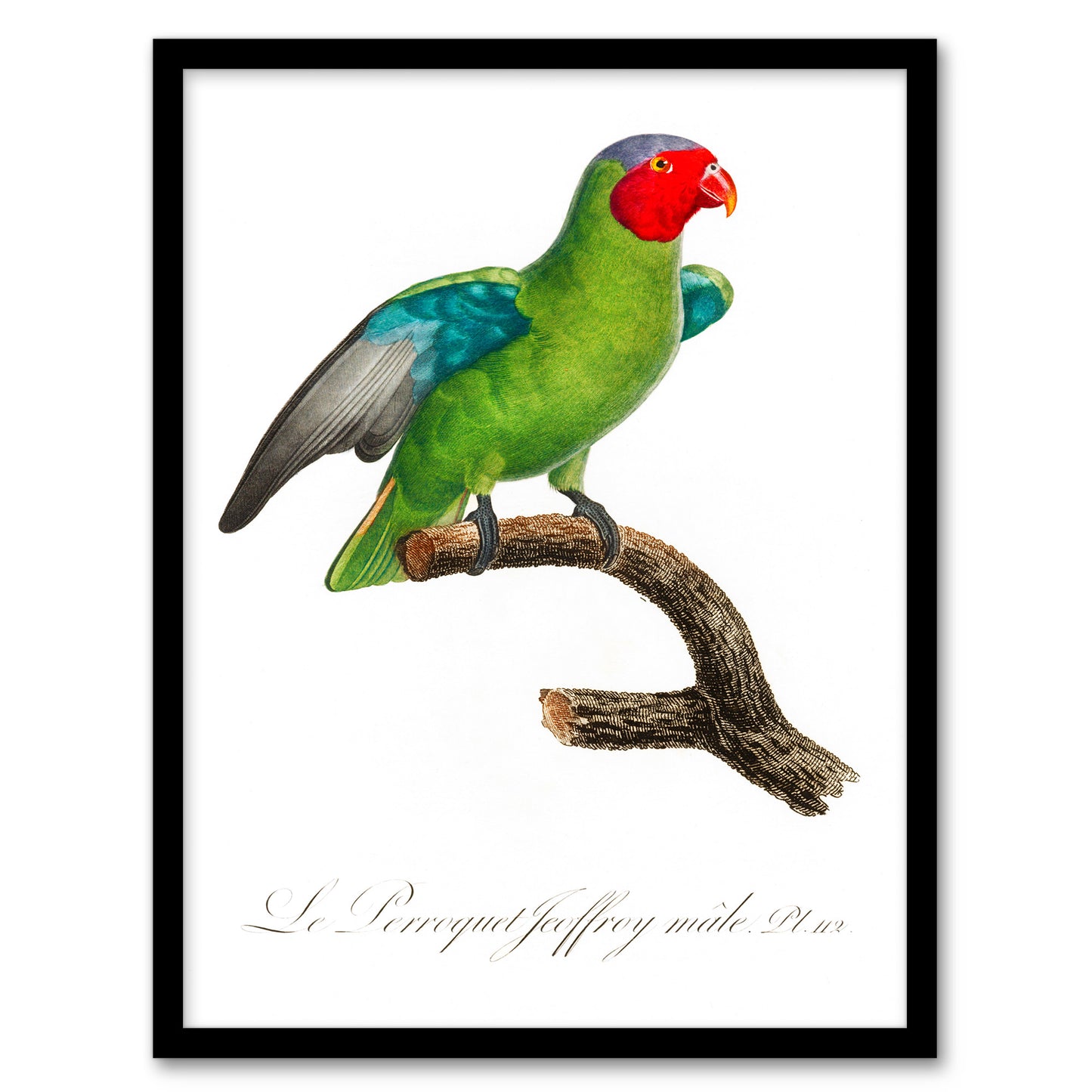 Francois Levaillant Framed Wall Art Print The Red Cheeked Parrot Home Décor