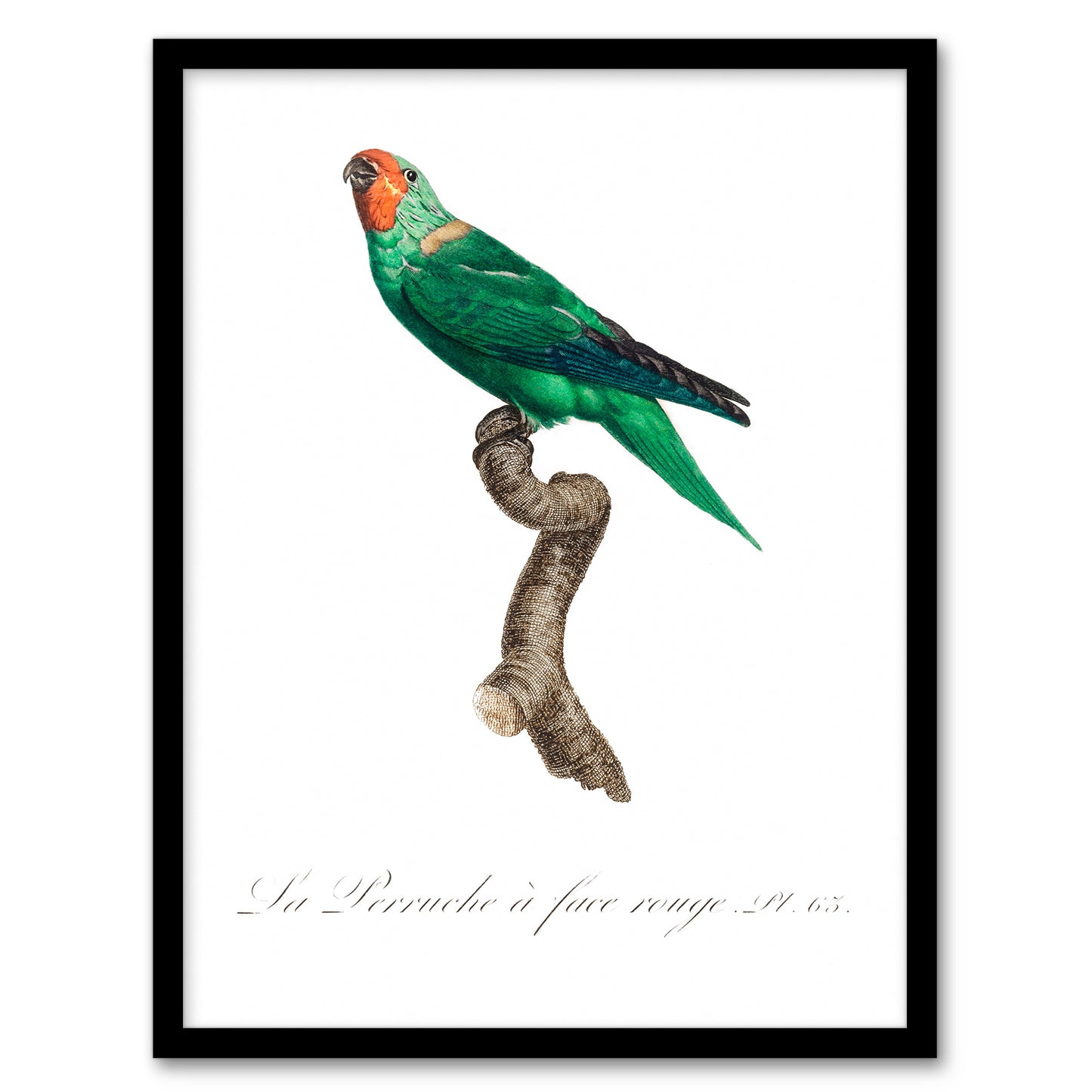 Francois Levaillant Framed Wall Art Print The Red Faced Parrot Home Décor