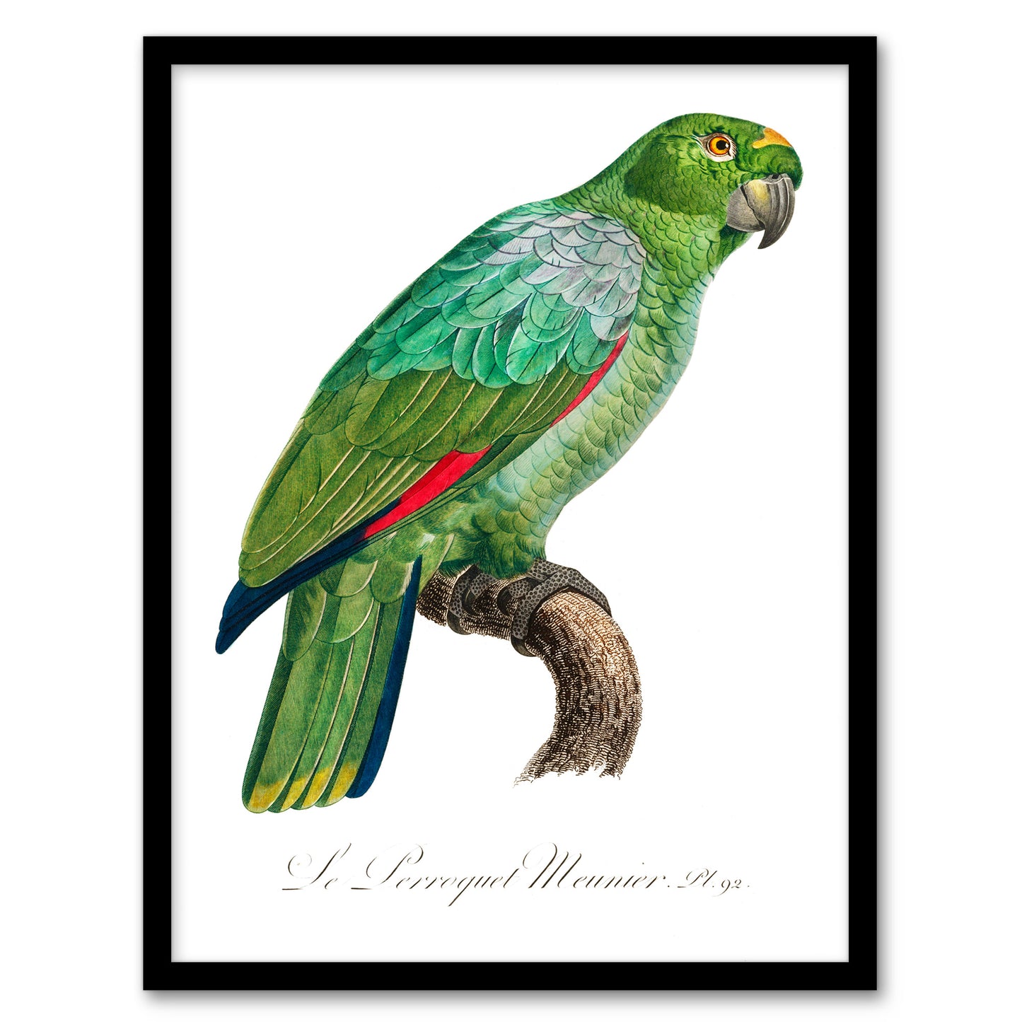 Francois Levaillant Framed Wall Art The Southern Mealy Amazon Parrot Home Décor