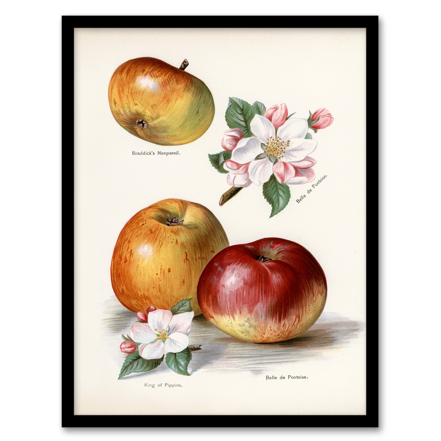 John Wright Framed Wall Art King of Pippins Apple Vintage Illustration