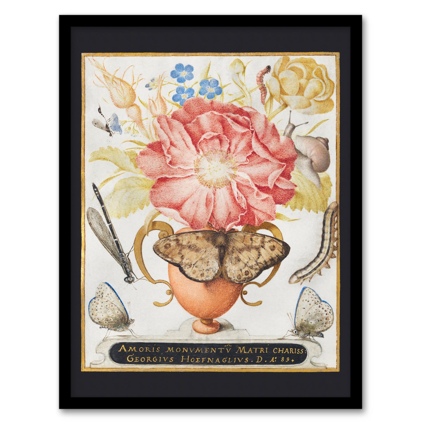 Joris Hoefnagel Framed Wall Art Flowers Snail Insects and Butterflies Home Décor