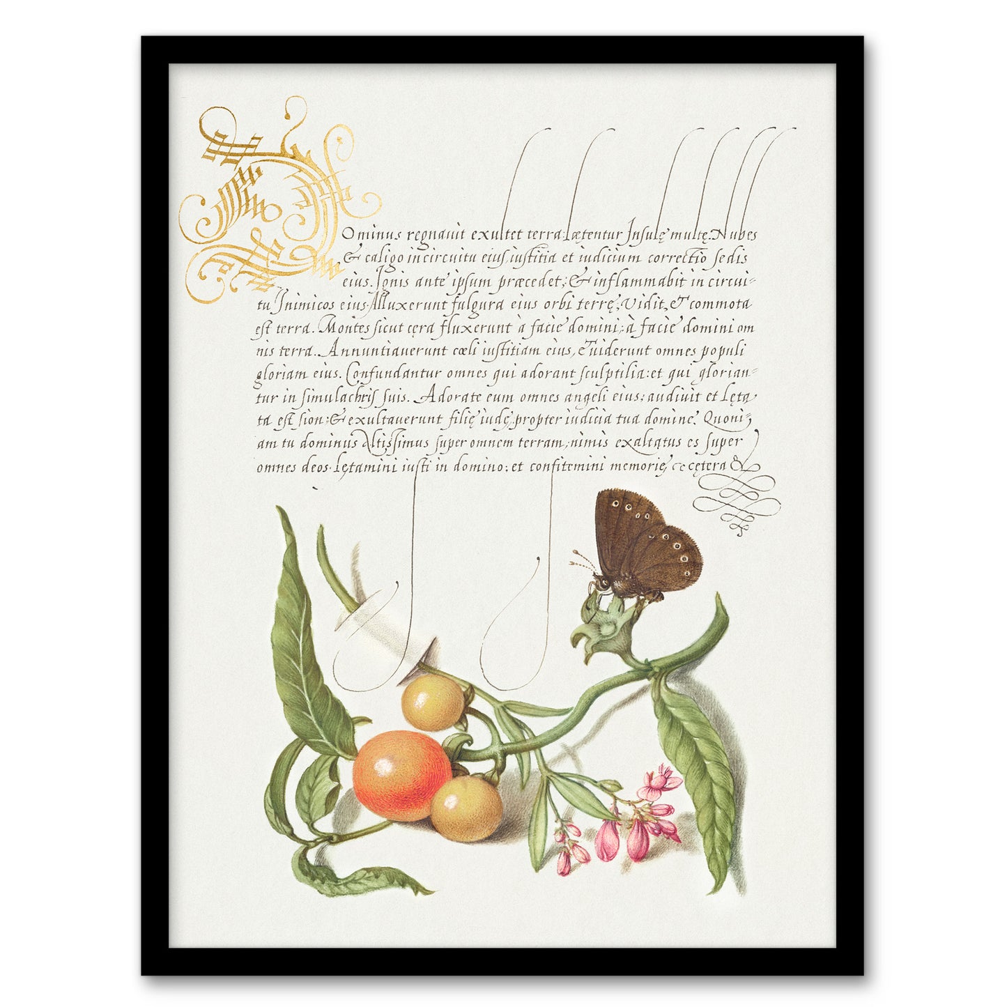 Model Book of Calligraphy Framed Wall Art Butterfly Cherries and Milkwort