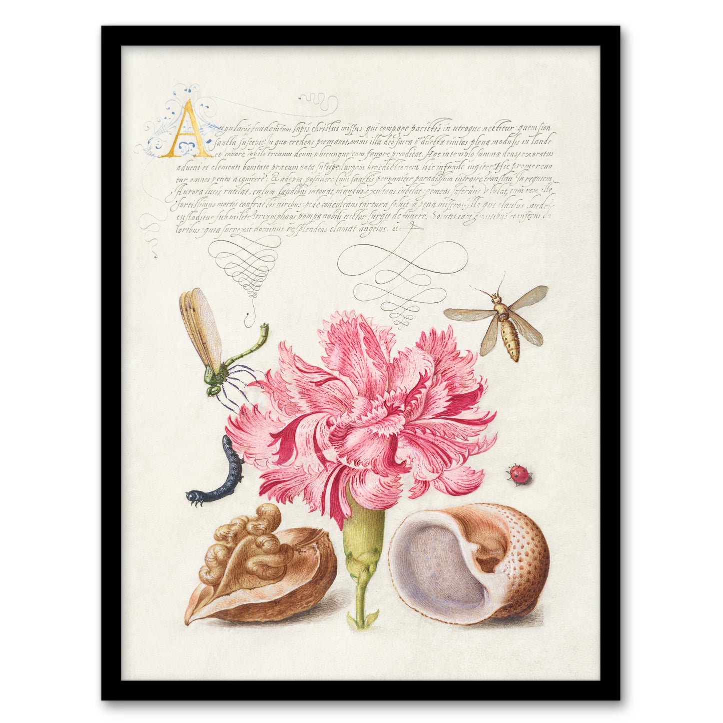 Model Book of Calligraphy Framed Wall Art Carnation Walnut and Mollusk