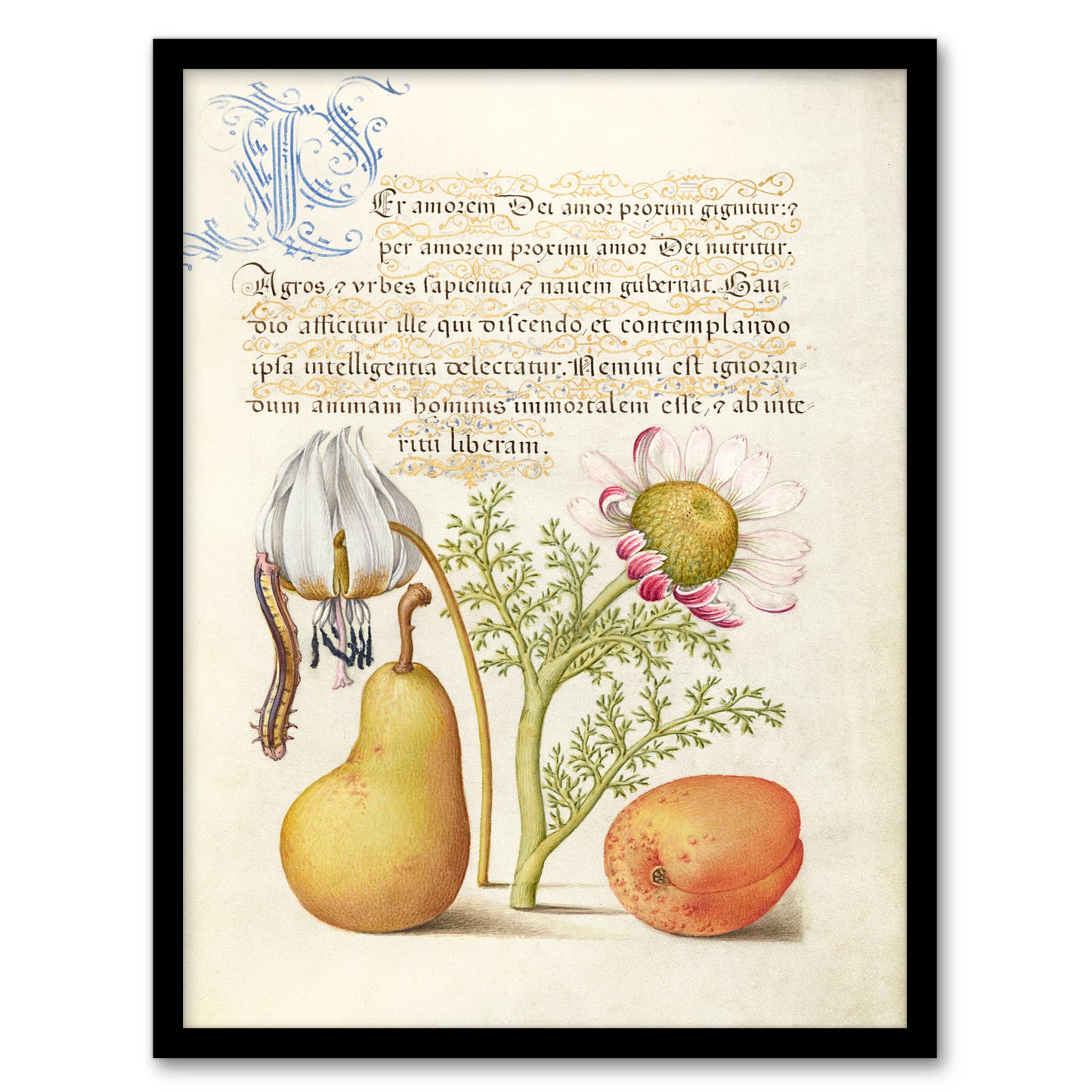 Model Book of Calligraphy Framed Wall Art Caterpillar Flowers and Fruit
