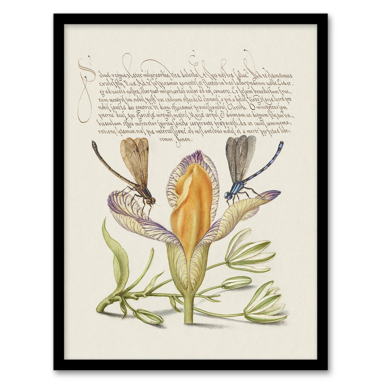 Model Book of Calligraphy Framed Wall Art Damselflies on Spanish Iris Home Décor