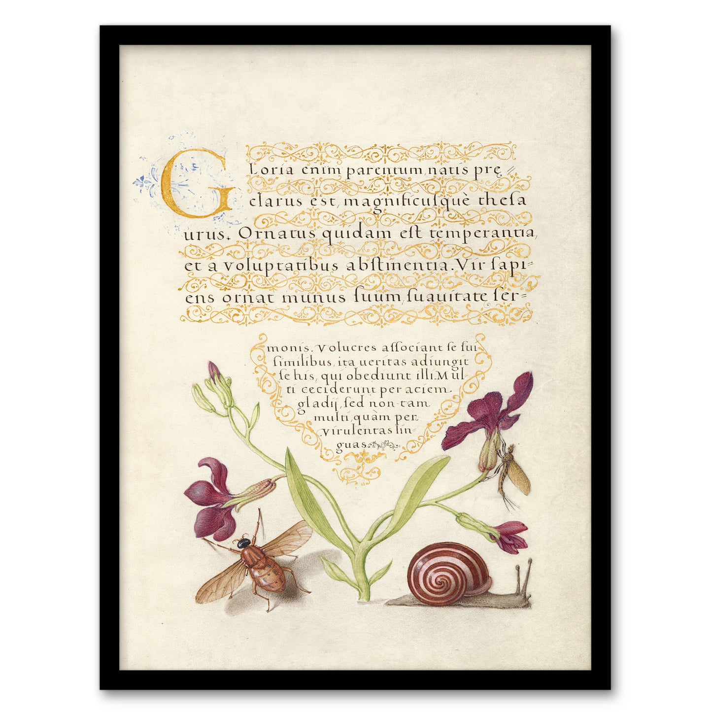 Model Book of Calligraphy Framed Wall Art Gillyflower Fly Mayfly and Snail