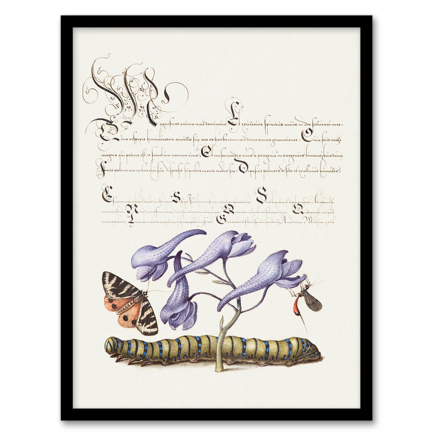Model Book of Calligraphy Framed Wall Art Butterfly Caterpillar and Flower