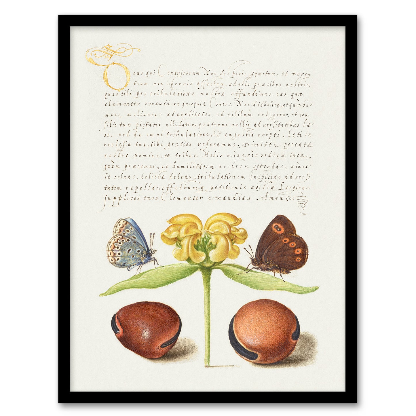 Model Book of Calligraphy Framed Wall Art Moths Jerusalem Sage and Beans