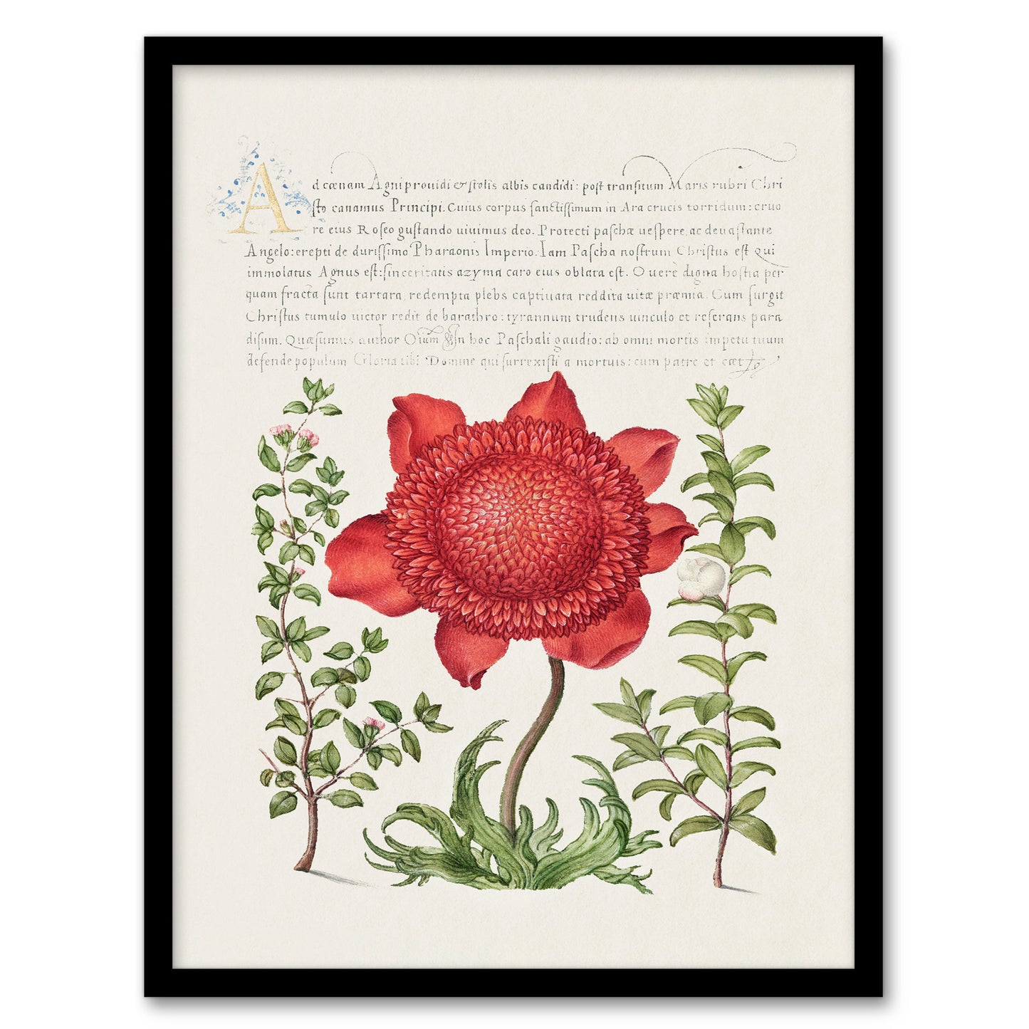 Model Book of Calligraphy Framed Wall Art Poppy Anemone and Myrtle Home Décor