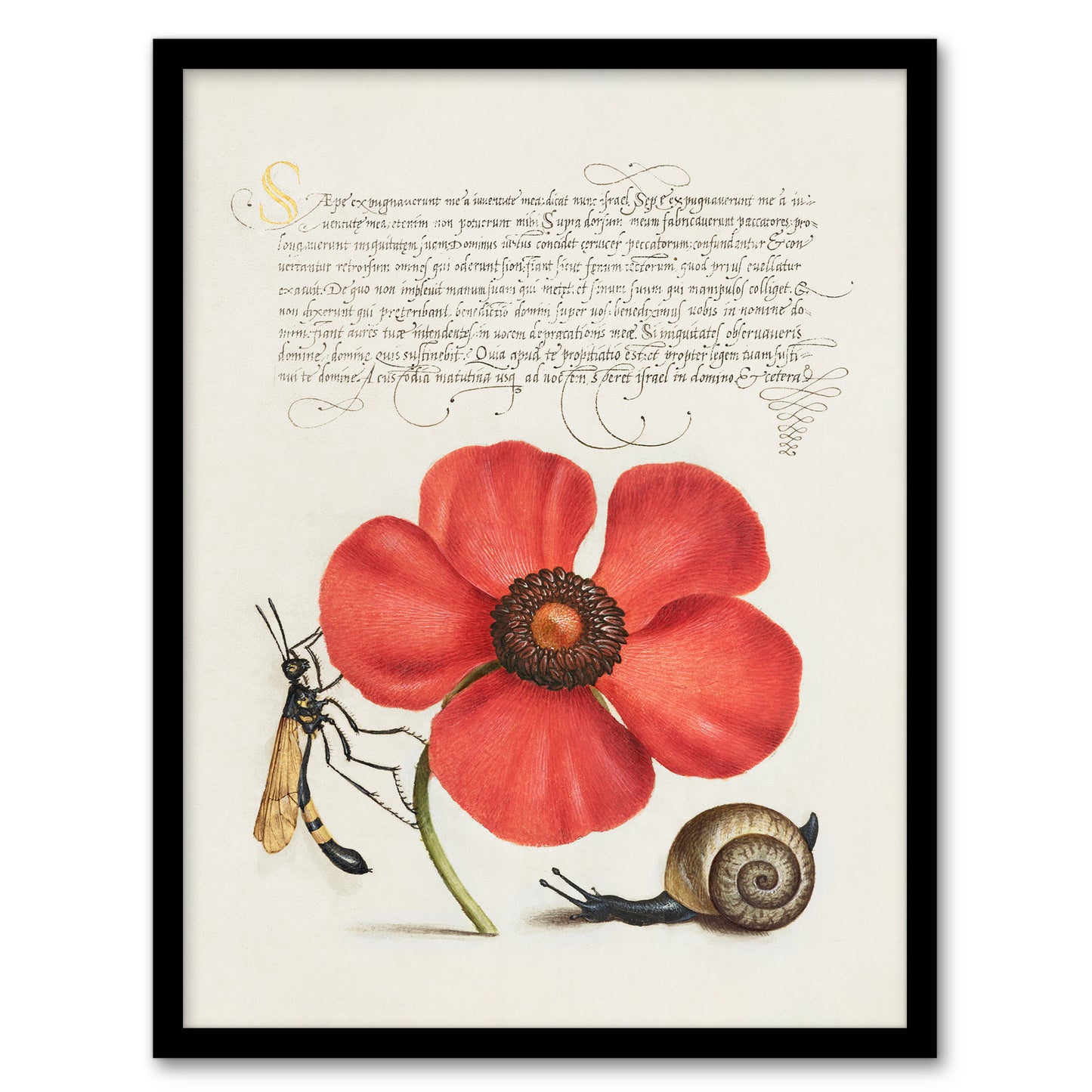 Model Book of Calligraphy Framed Wall Art Poppy Snail and Crane Fly Home Décor