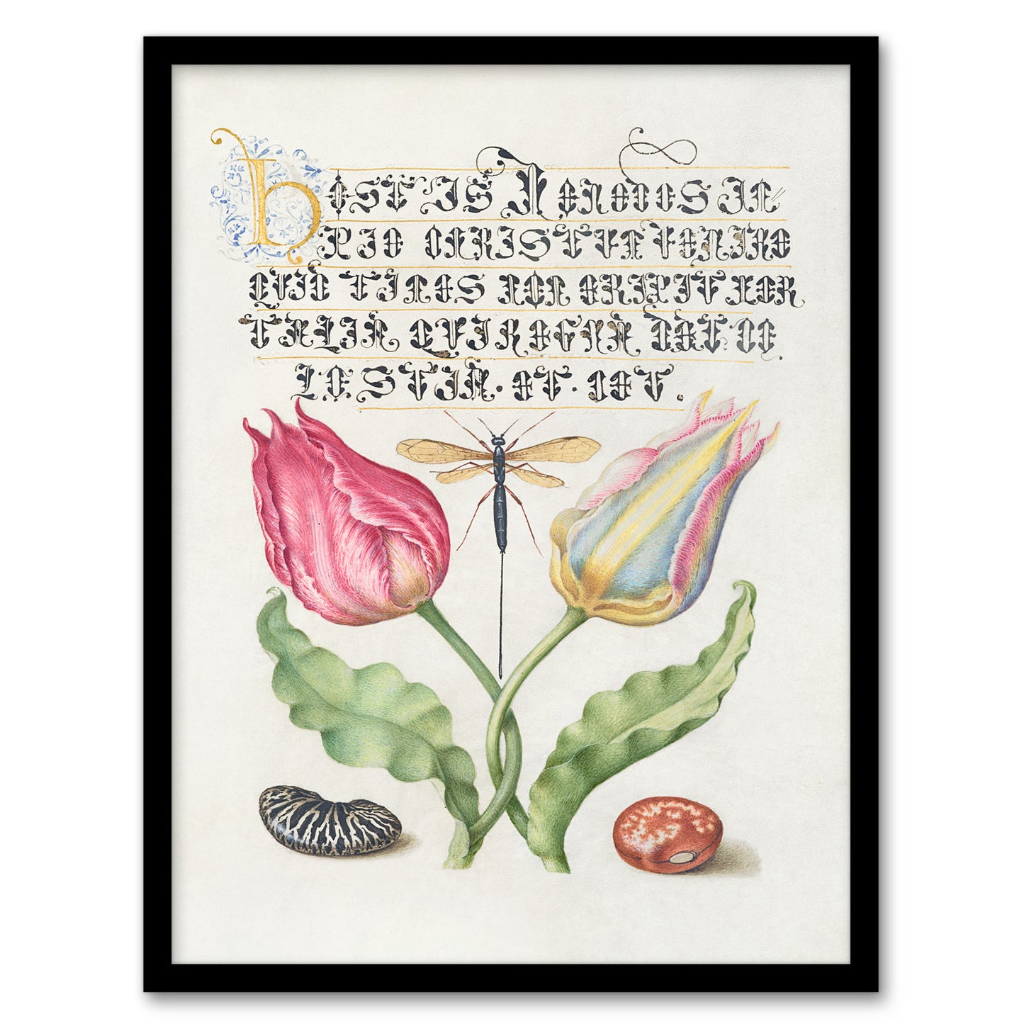 Model Book of Calligraphy Framed Wall Art Tulip Ichneumon Wasp and Beans