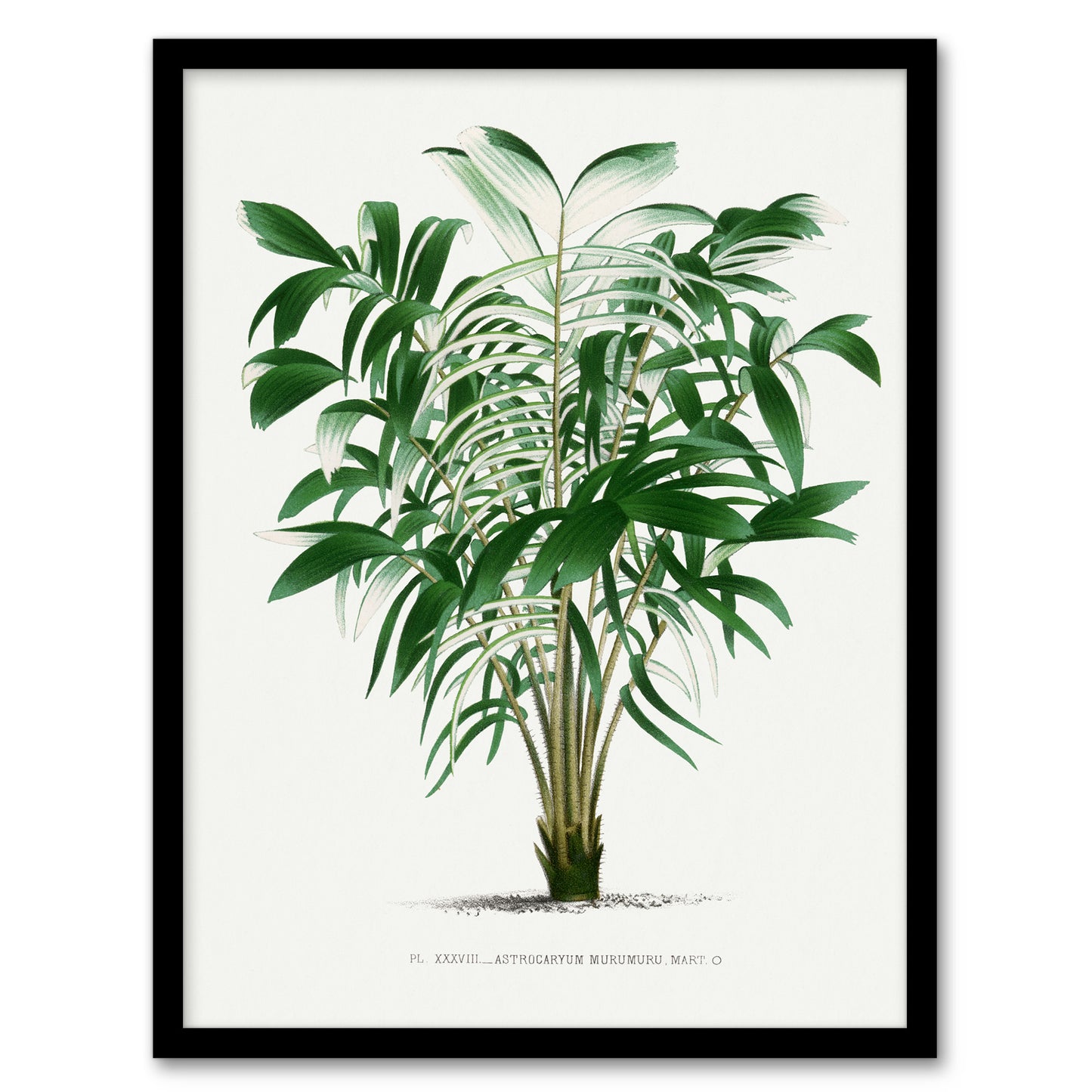Oswald de Kerchove Framed Wall Art Astrocaryum Murumuru Palm Tree Home Décor