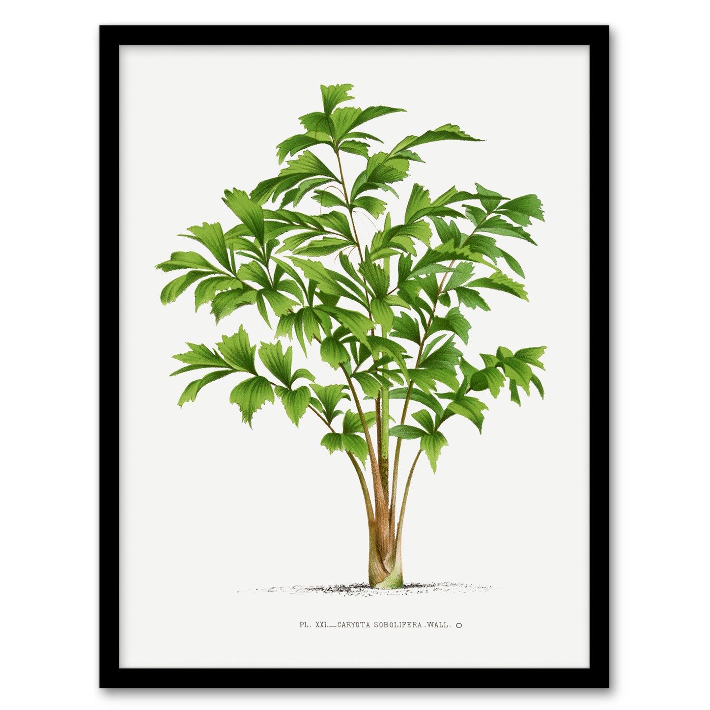Oswald de Kerchove Framed Wall Art Print Caryota Sobolifera Palm Tree Home Décor