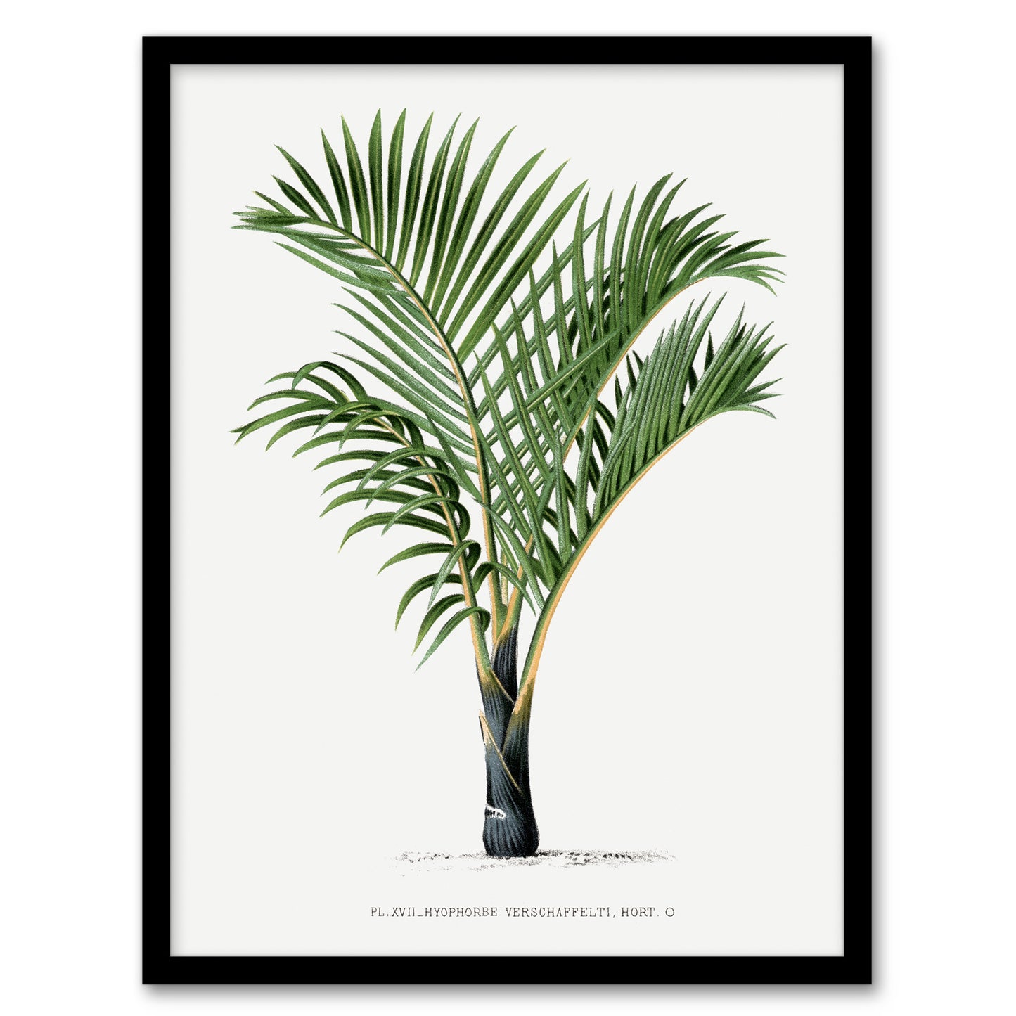 Oswald de Kerchove Framed Wall Art Hyophorbe Verschaffelti Palm Tree Home Décor