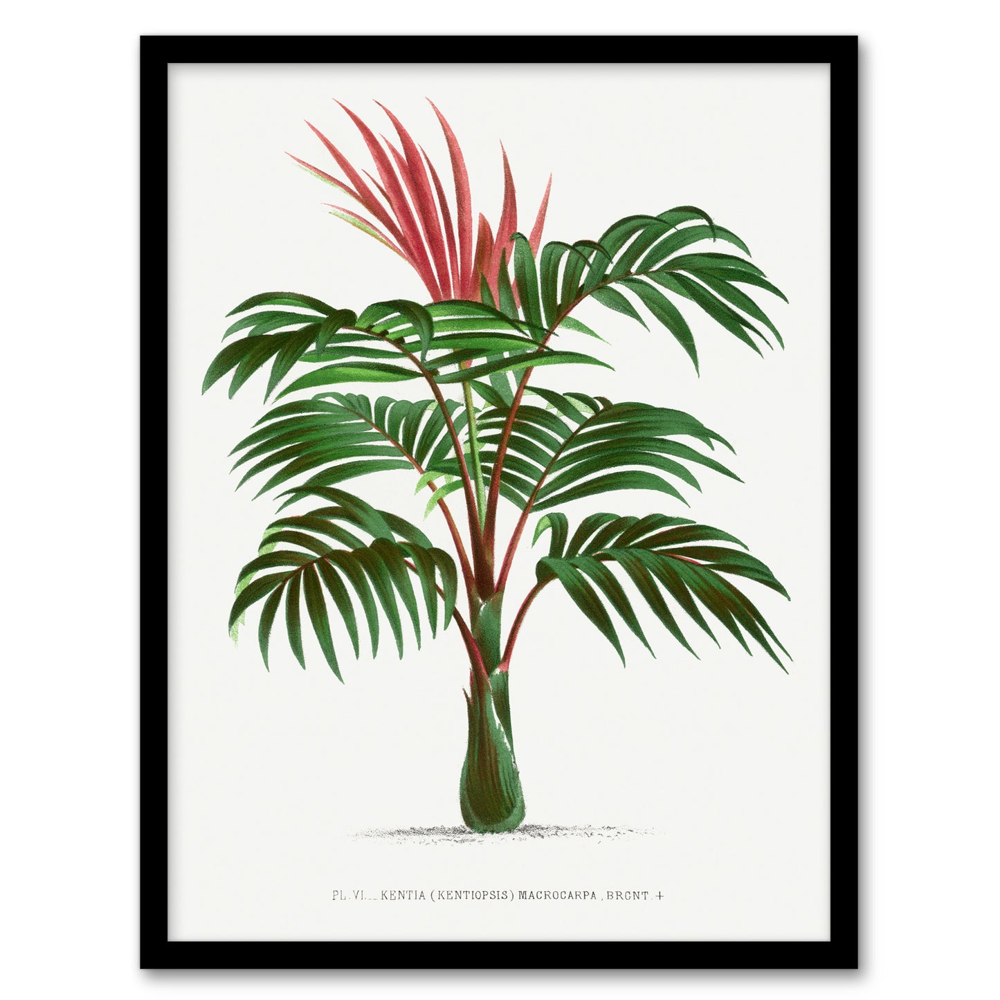 Oswald de Kerchove Framed Wall Art Kentiopsis Macrocarpa Palm Tree Home Décor