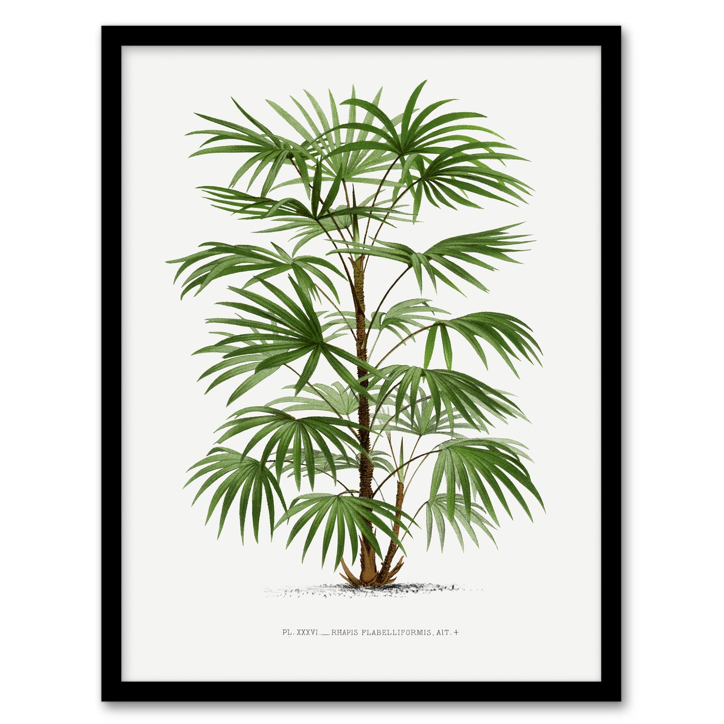 Oswald de Kerchove Framed Wall Art Rhapis Flabelliformis Palm Tree Home Décor