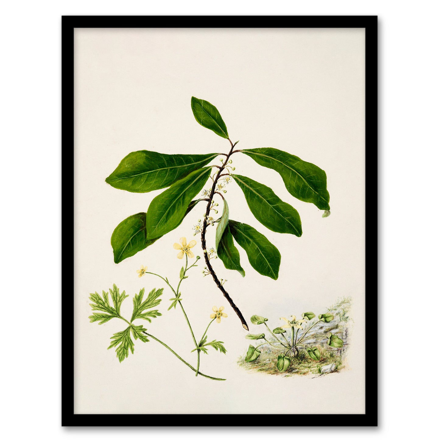Sarah Featon Framed Wall Art Caltha New Zealand Marsh Marigold Plant Home Décor
