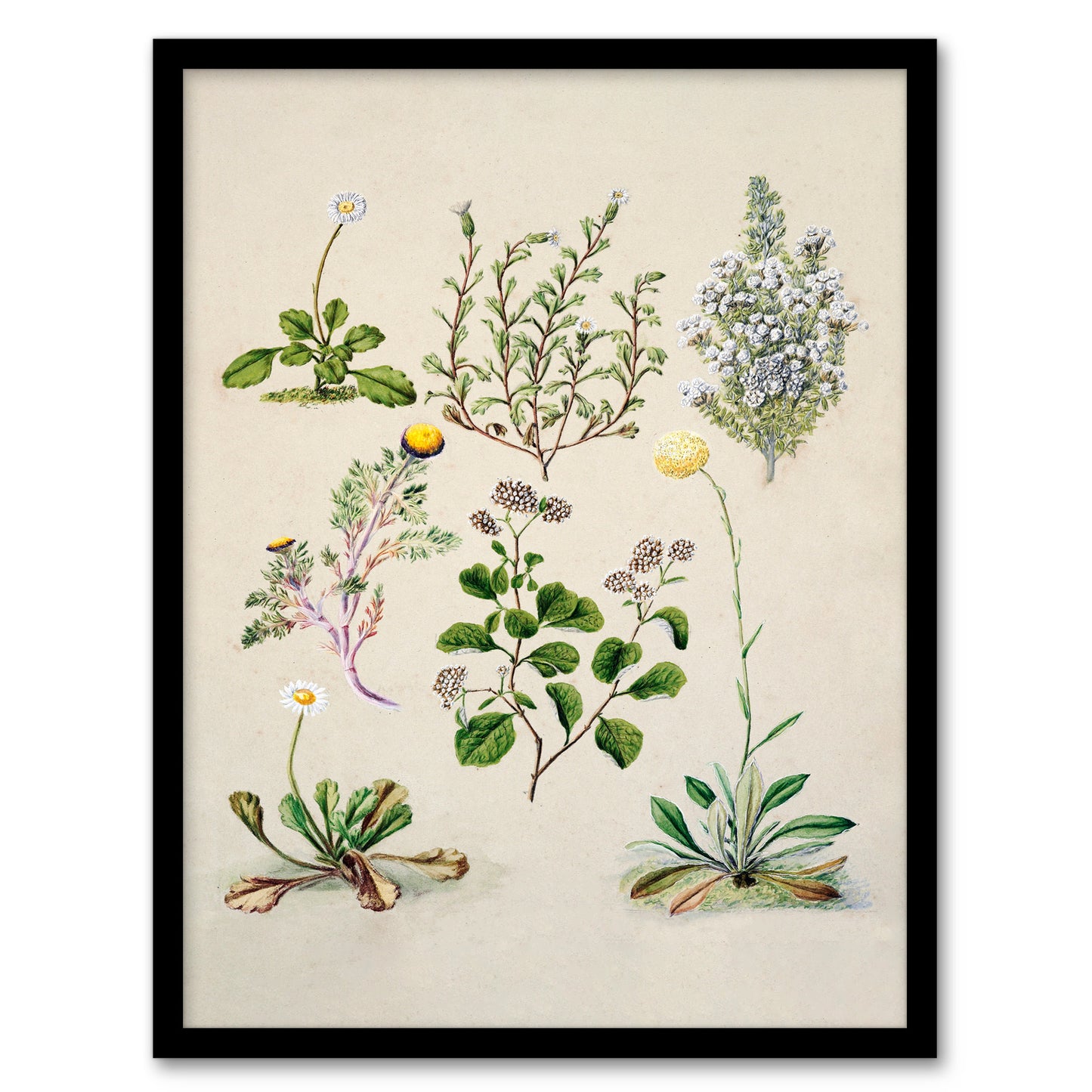 Sarah Featon Framed Wall Art Native New Zealand Wildflowers Illustration
