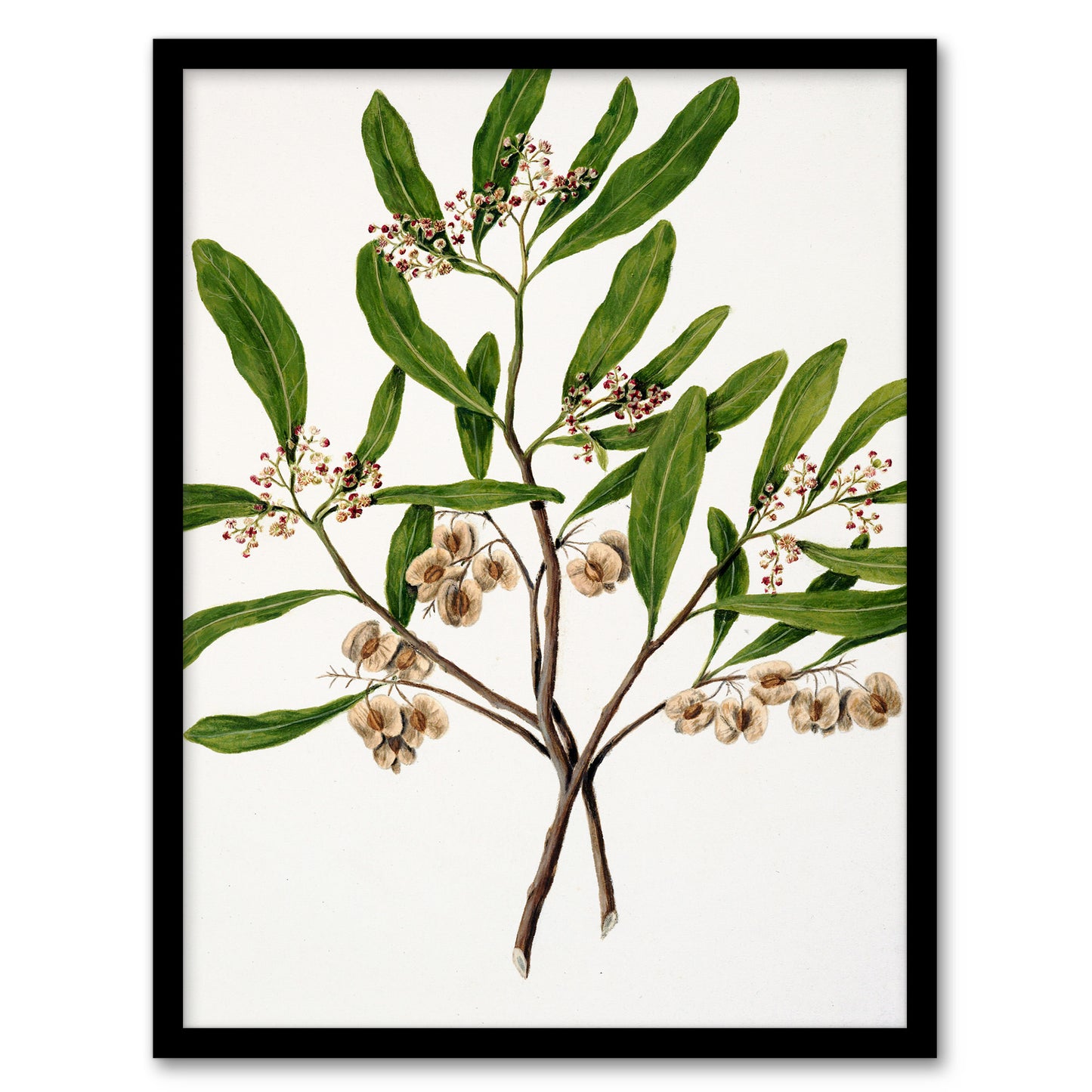 Sarah Featon Framed Wall Art New Zealand Akeake Hopbush Flowering Plant