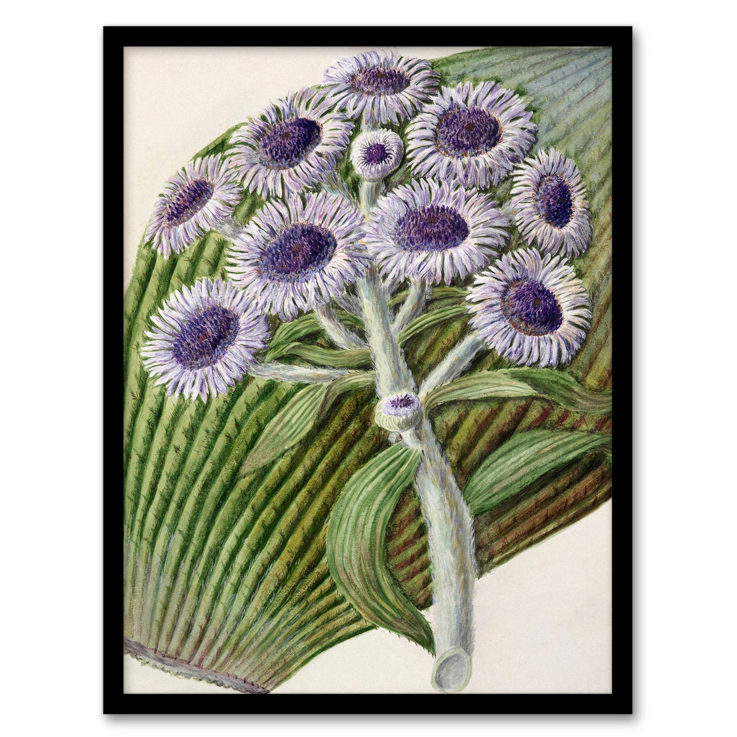 Sarah Featon Framed Wall Art New Zealand Antarctic Daisy Flowers Home Décor