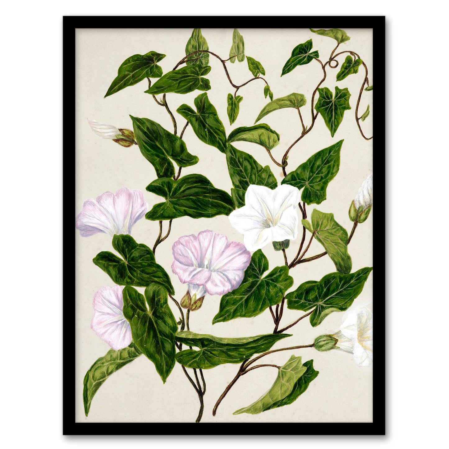 Sarah Featon Framed Wall Art Print New Zealand Bindweed Wildflowers Home Décor