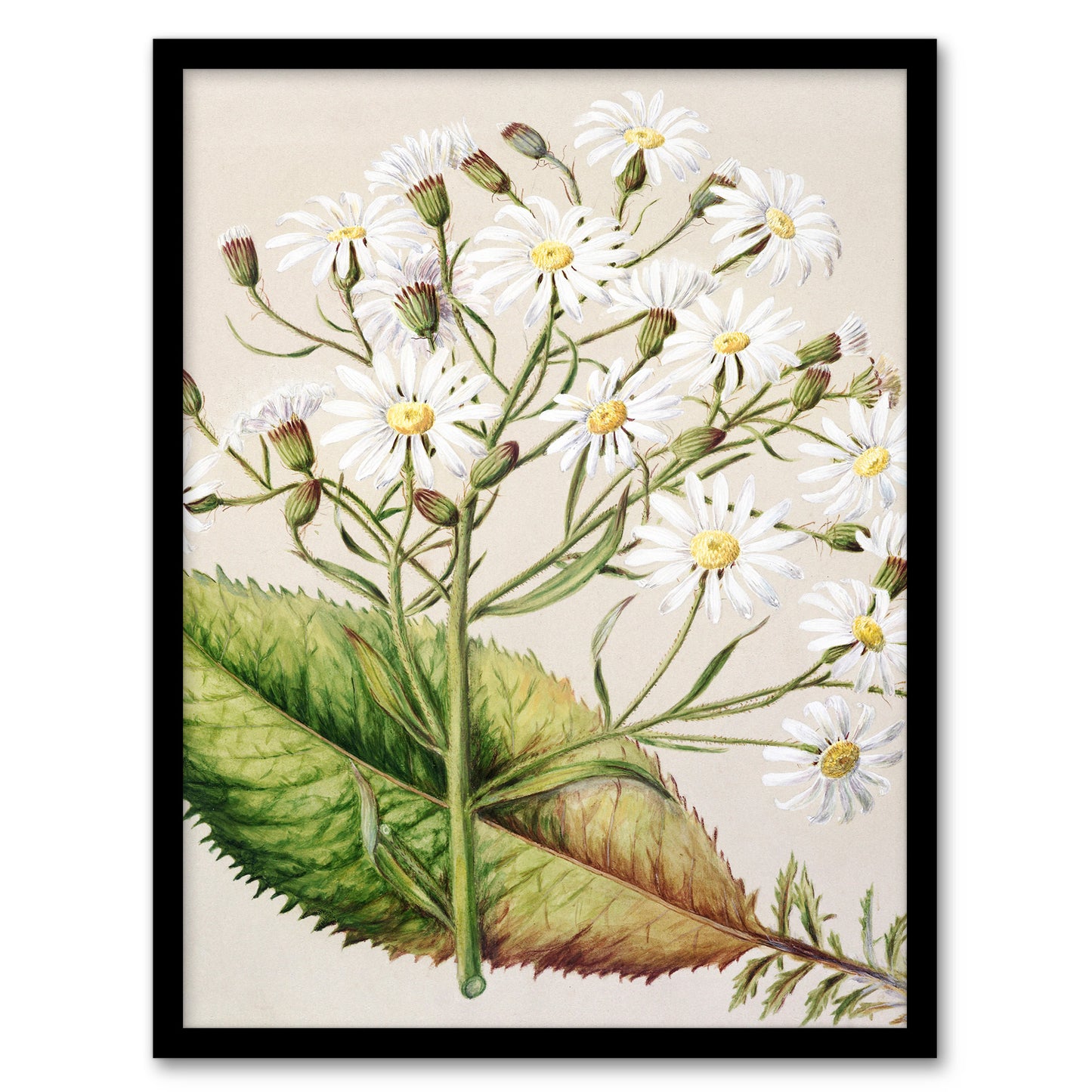 Sarah Featon Framed Wall Art New Zealand Brachyglottis Hectorii Daisies