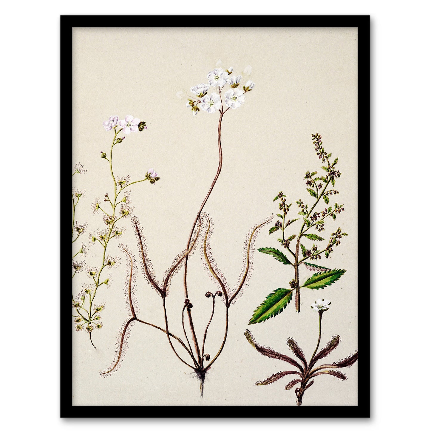 Sarah Featon Framed Wall Art New Zealand Drosera Arcturi Plant Flowers