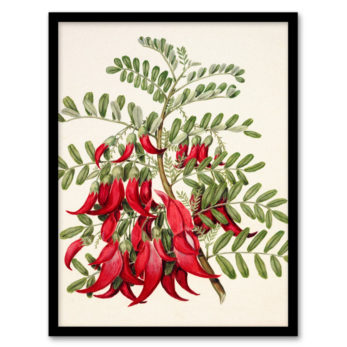 Sarah Featon Framed Wall Art New Zealand Kaka Beak Plant Flowers Home Décor