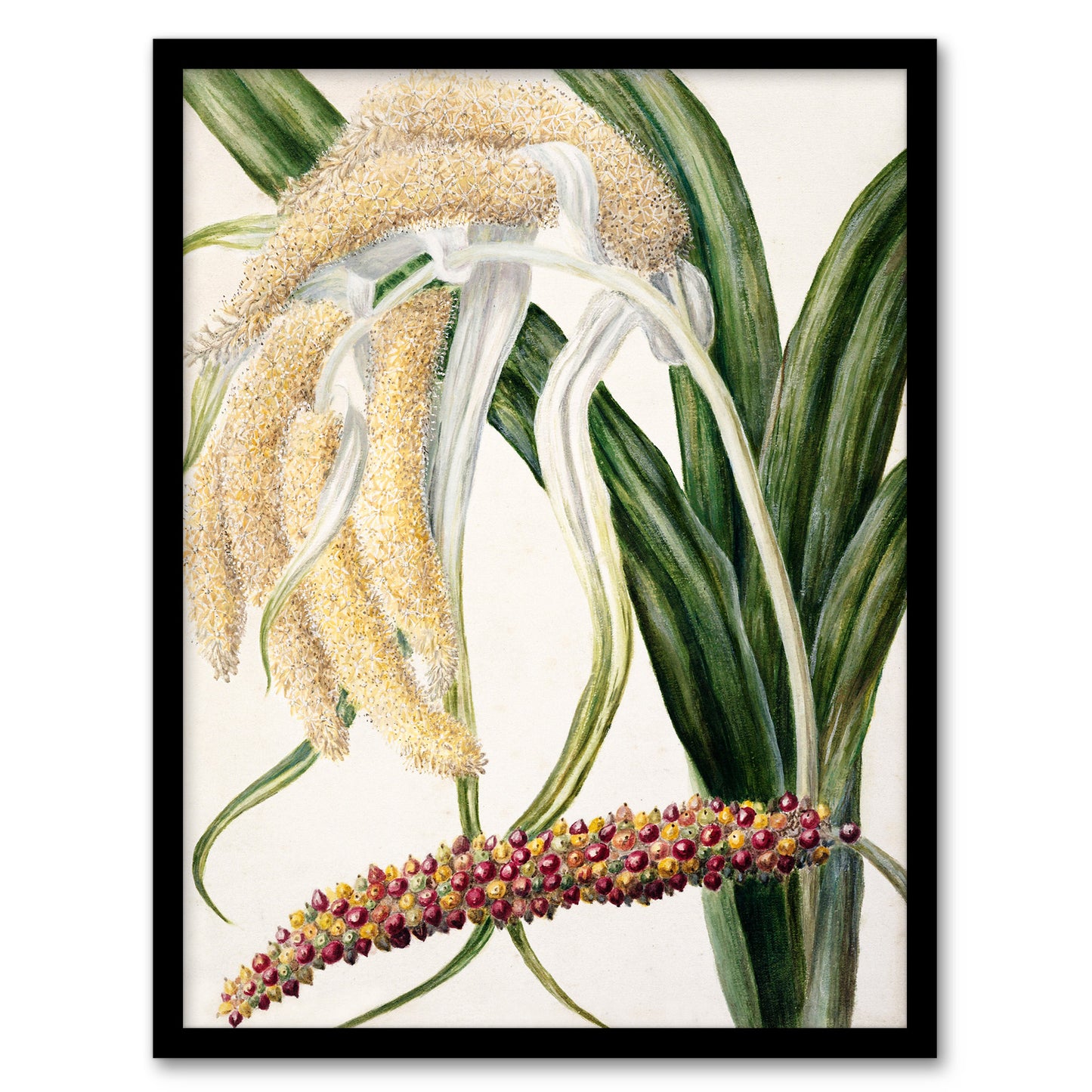 Sarah Featon Framed Wall Art New Zealand Perching Lily Flower Plant Home Décor