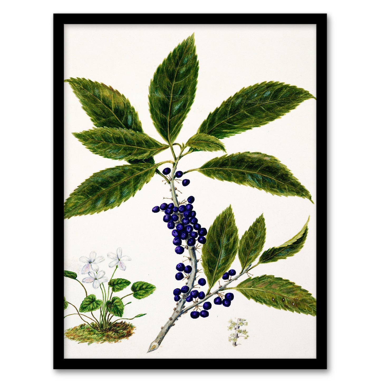 Sarah Featon Framed Wall Art Print New Zealand Mahoe Whiteywood Plant Home Décor