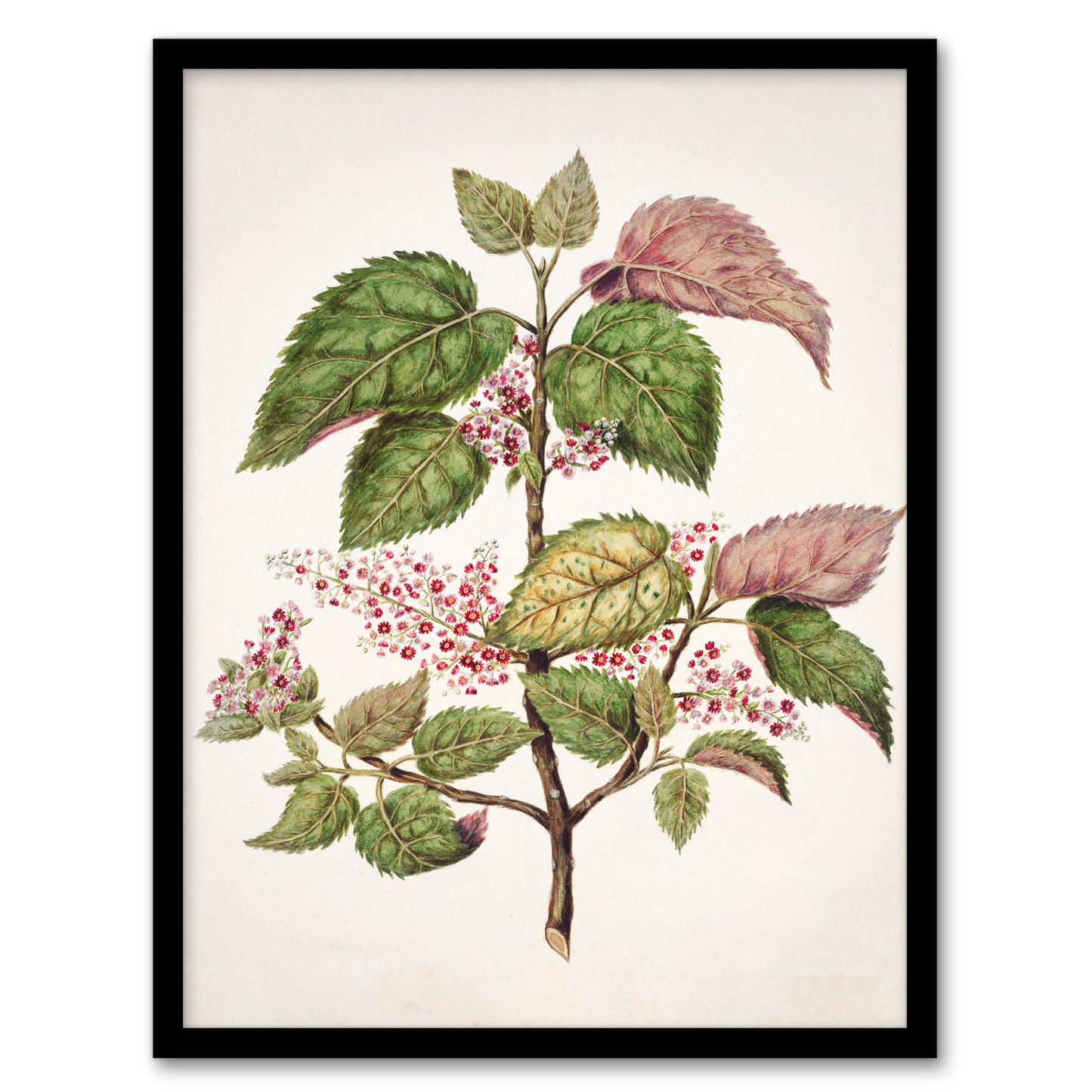 Sarah Featon Framed Wall Art New Zealand Makomako Flowering Plant Home Décor