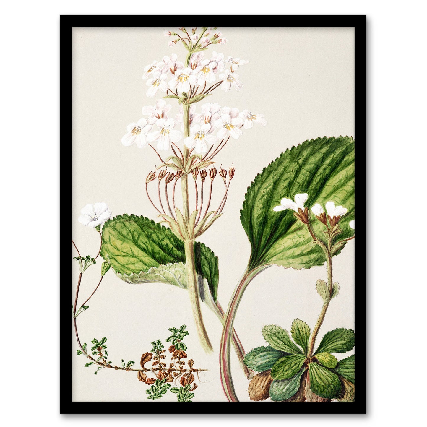 Sarah Featon Framed Wall Art New Zealand Ourisia Flowering Plant Home Décor