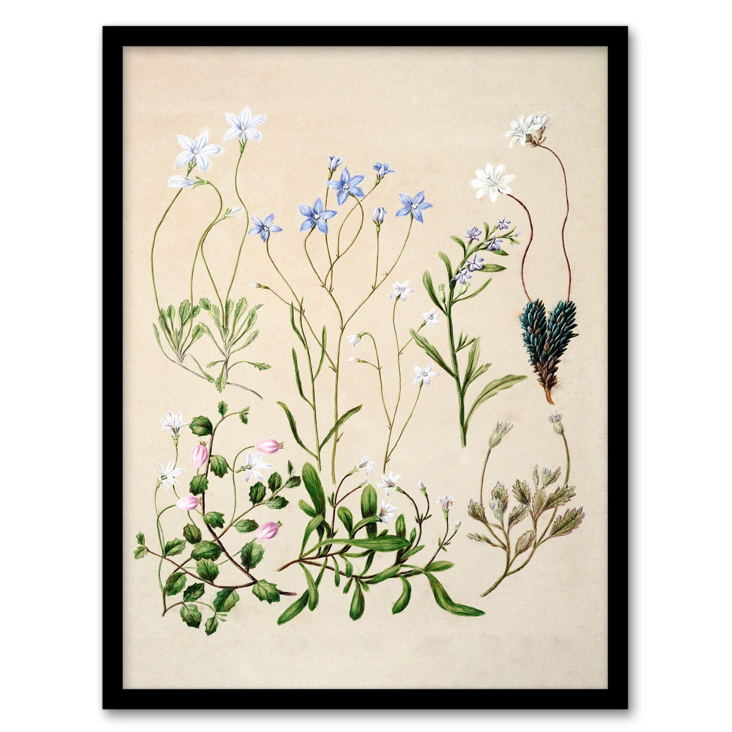 Sarah Featon Framed Wall Art Print New Zealand Perennial Wild Flowers Home Décor