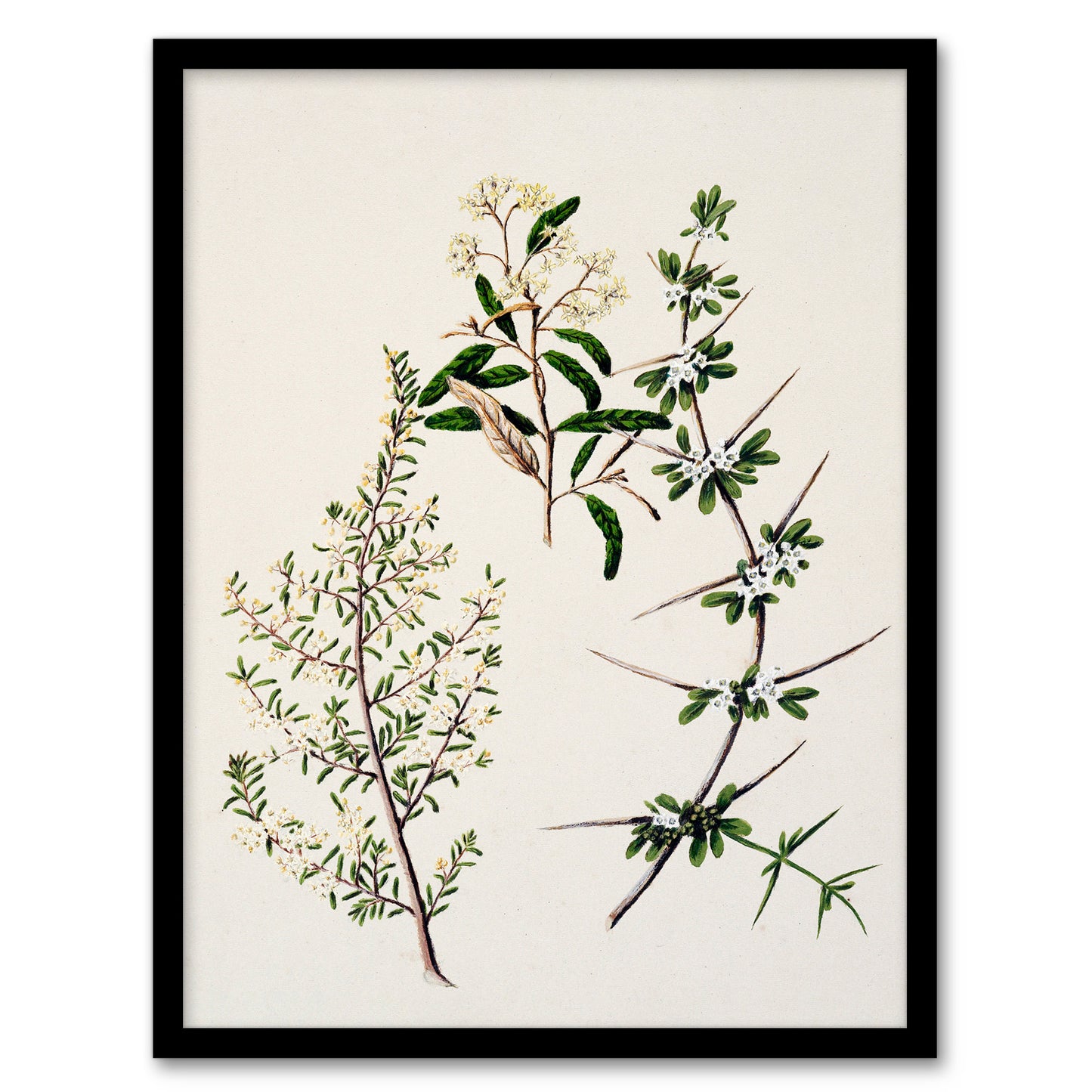 Sarah Featon Framed Wall Art New Zealand Pomaderris Edgerleyi Plant Home Décor