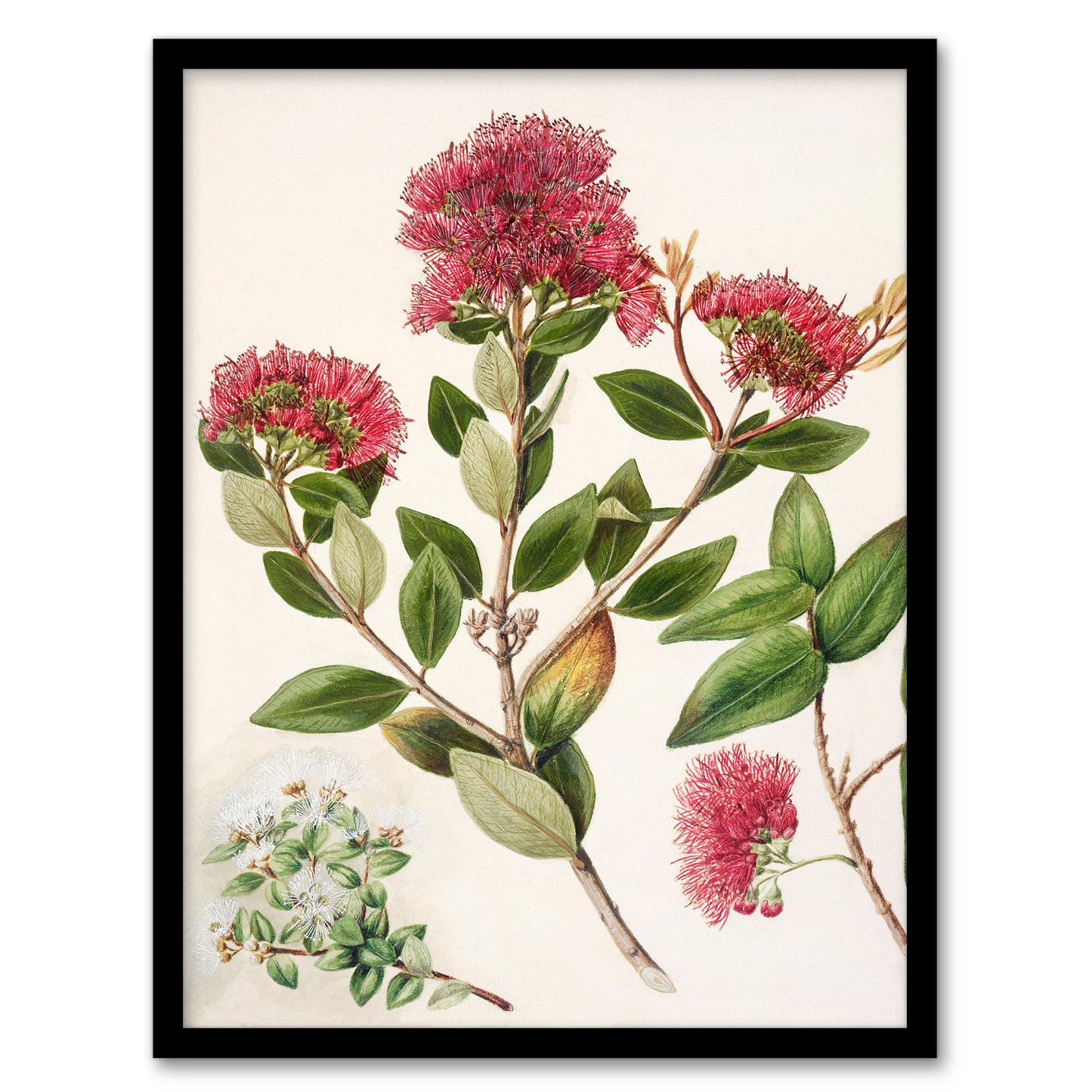 Sarah Featon Framed Wall Art New Zealand Rata Flowers Illustration Home Décor