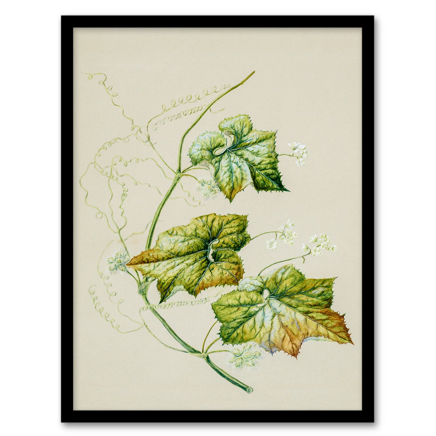 Sarah Featon Framed Wall Art New Zealand Sicyos Australis Mawhai Plant