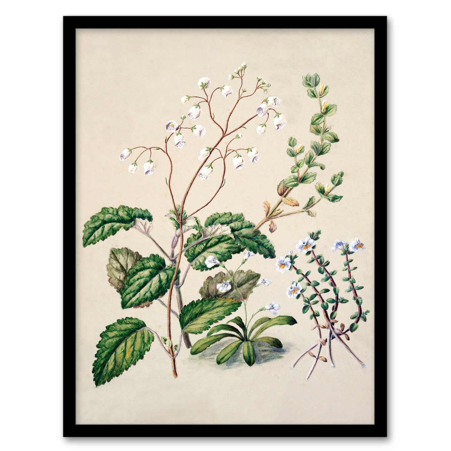Sarah Featon Framed Wall Art New Zealand Swamp Mazus Flowering Plant Home Décor