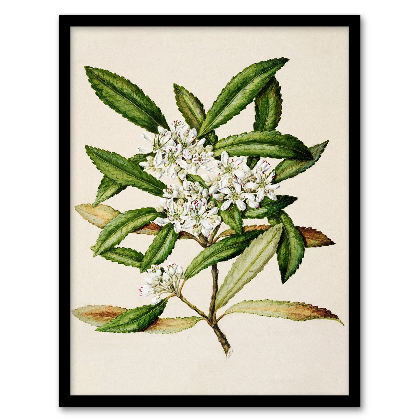 Sarah Featon Framed Wall Art Print New Zealand Tawari Plant Flowers Home Décor