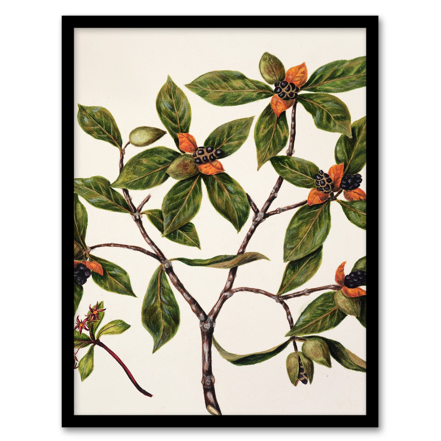 Sarah Featon Framed Wall Art New Zealand Tawhiri Karo Plant Illustration