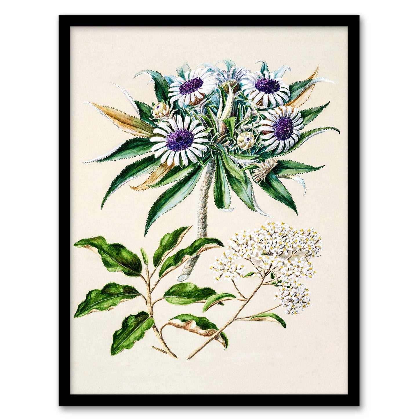 Sarah Featon Framed Wall Art New Zealand Teteaweka Plant Flowers Home Décor