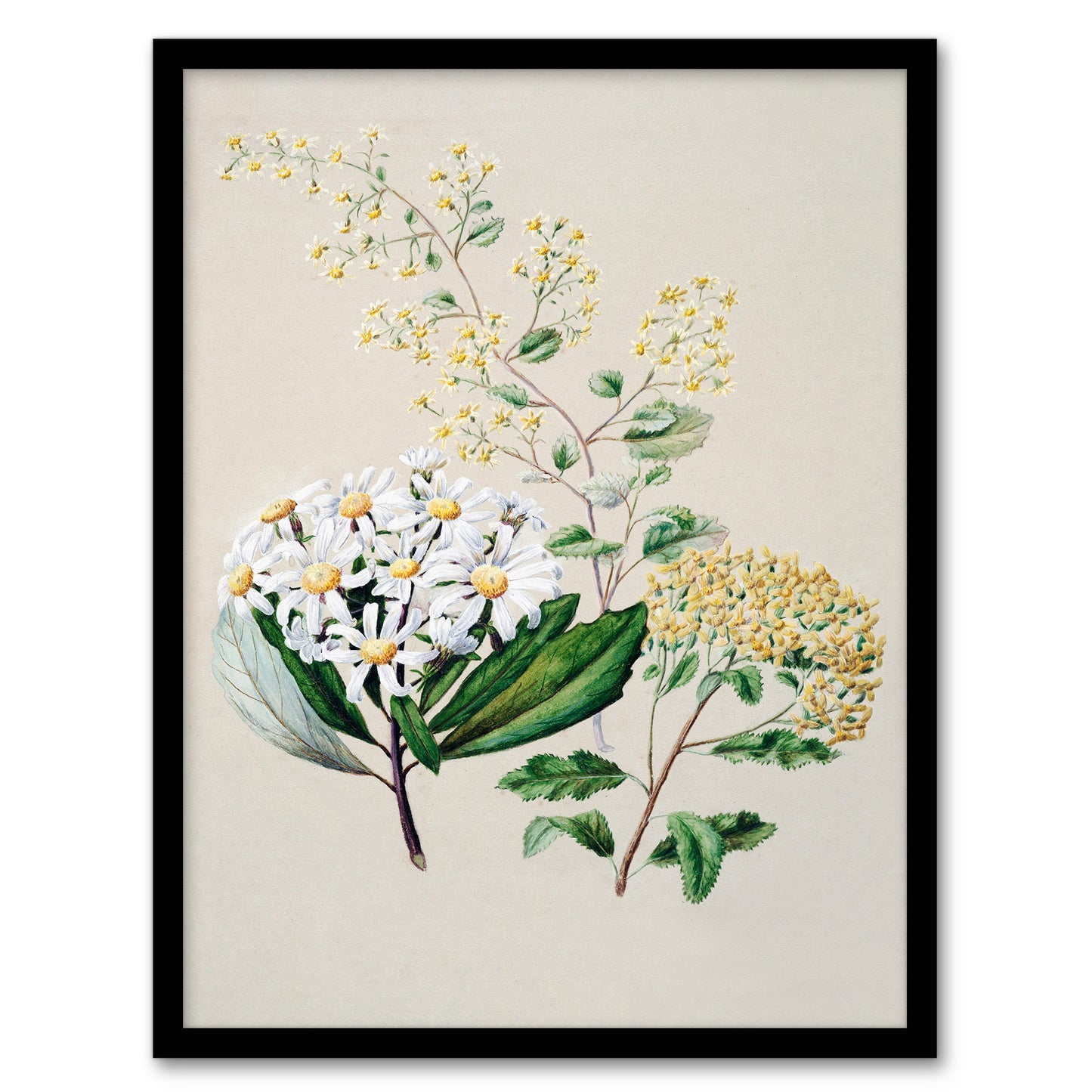 Sarah Featon Framed Wall Art New Zealand Three Senecio Flower Species Home Décor