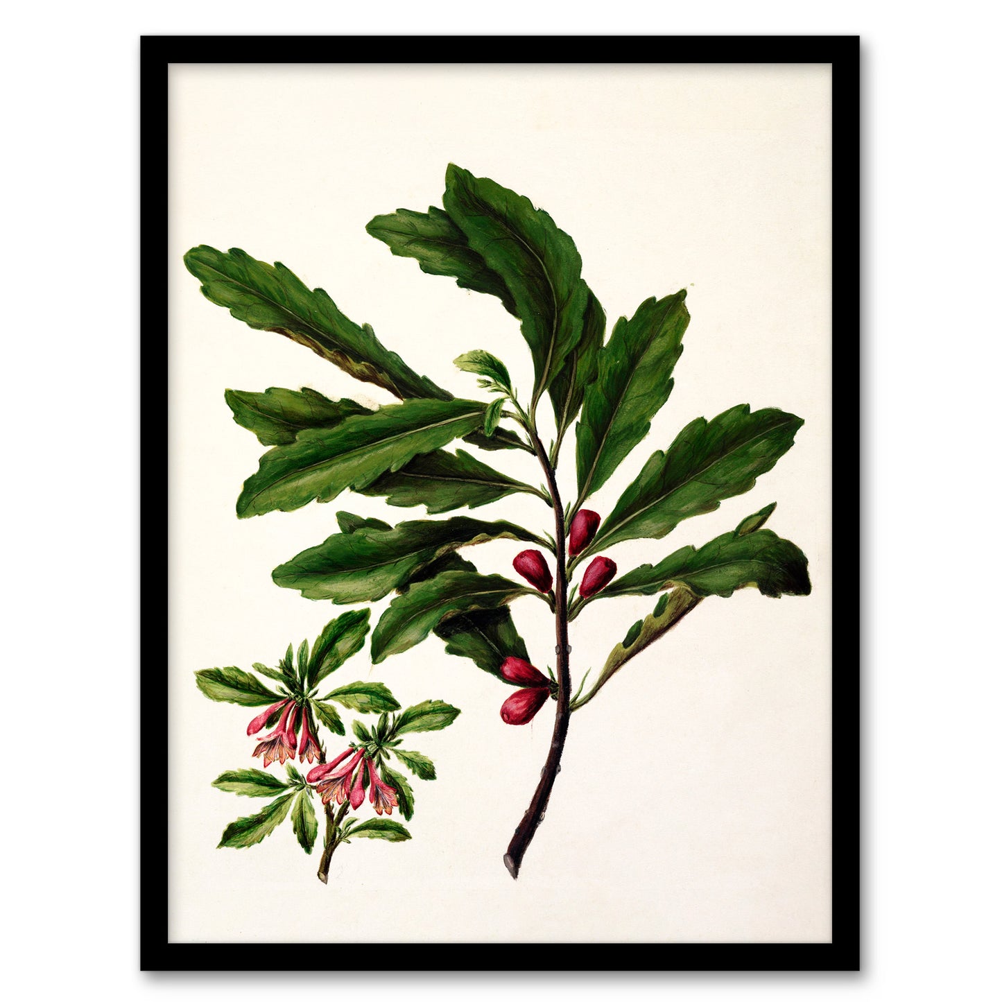 Sarah Featon Framed Wall Art New Zealand Toropapa Flowering Plant Home Décor